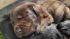 Labradorský Retriever PP