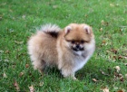 Nmeck pic trpasli (Pomeranian)