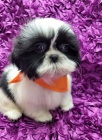 tata shih tzu