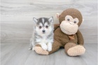 Prodám štěňata Pomskies (kříženec sibiřský husky a pomeranian)