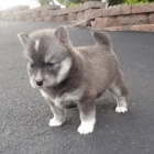Prodám očkovaná a odčervená štěňata Pomskies.