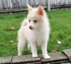 Prodám očkovaná a odčervená štěňata Pomskies.