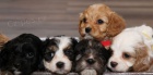 Prodám štěňata Mini Cavapoo
