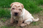 Prodm nsk mini shar pei tata.