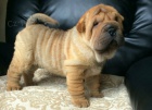 Prodm nsk mini shar pei tata.