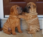 Shar pei tata na prodej.