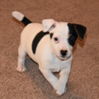 Prodm zdrav tata jack russell terira.