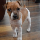 Prodm okovan a oderven tata jack russell terira.