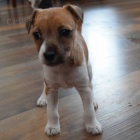 Prodm okovan a oderven tata jack russell terira.