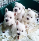 Prodm okovan mini tata West Highland White Terriers