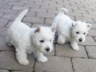 Prodm okovan mini tata West Highland White Terriers