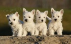 Prodm okovan tata West Highland White Terriers MiNI toy