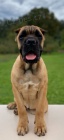 Cane Corso tata