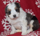 tata Aussiedoodle na prodej.