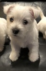 Prodám miniaturní štěňata West Highland White Terriers