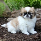 tata pekinz na prodej