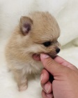 Prodám štěňata pomeraniana.