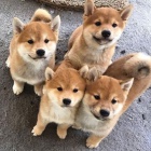 Prodám štěňata shiba inu