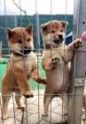 Prodám štěňata shiba inu