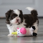 Prodm hygienicky,sociln vykolen a okovan tata SHIH TZU