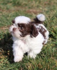 Prodm okovan tata SHIH TZU