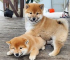 Prodm okovan tata mini Shiba inu