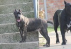 tata Cane corso 