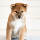 Prodm miniaturn tata shiba inu.