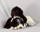 Lagotto Romagnolo tata