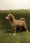 Shiba Inu tata