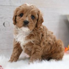 tata Cavapoo k adopci.