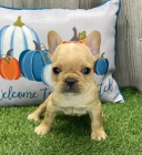 Prod�m miniaturn� o�kovan� �t��ata francouzsk�ho buldo�ka. 