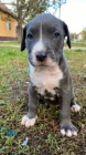 Pitbull Blueline Lilac tata