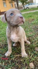 Pitbull Blueline Lilac tata