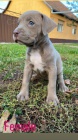 Pitbull Blueline Lilac tata