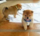 Prodám očkovaná štěňata shiba inu fenka a pes
