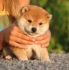 Prodám očkovaná štěňata mini shiba inu