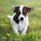 Prodm tata Jack russell terira.