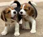 Beagle štěňata k adopci.