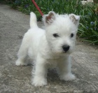 Prodm mini mini tata West Highland White Terriers(Westiti).
