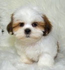 Prodm tata mini hraek SHIH TZU