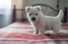 Prodm mini mini tata West Highland White Terriers