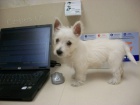 Prodm tata West Highland White Terriers