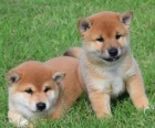 Prodm tata shiba inu