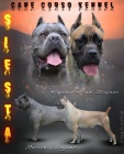 Cane Corso TOP tata na prodej