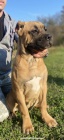 Cane Corso TOP tata na prodej