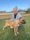 Cane Corso TOP tata na prodej