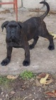 Cane Corso tata