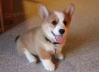 Prodm tata Shiba InuProdm tata welsh corgi pembroke