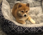 Fantastick tata shiba inu